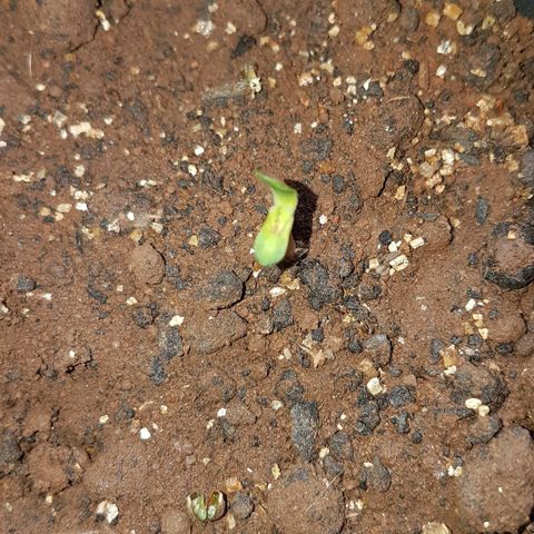 Purple Punch growlog photo: Primeiro par de folhas