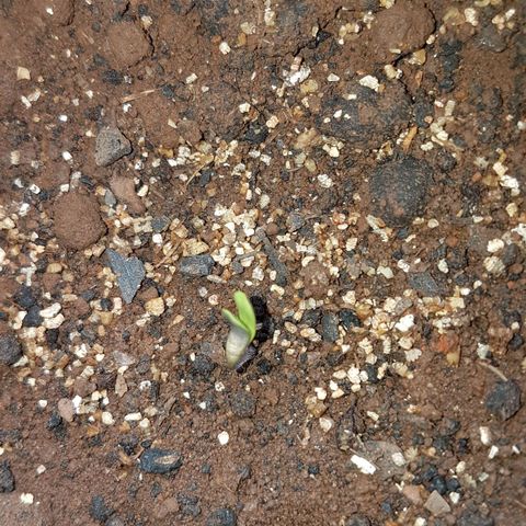 Jack Orange growlog photo: Saiu da terra