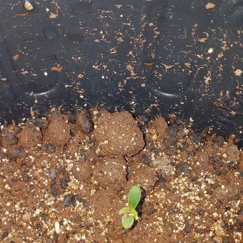 Amnesia Haze Auto growlog photo: Primeiras folhas