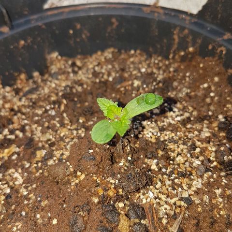 Purple Punch growlog photo: Primeiras folhas
