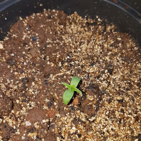 Jack Orange growlog photo: Primeiras folhas