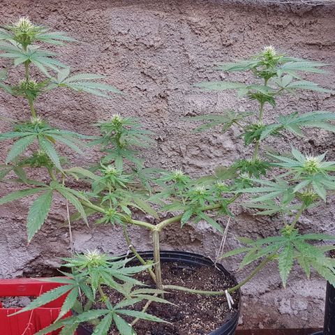 3 folhas growlog photo: Floração