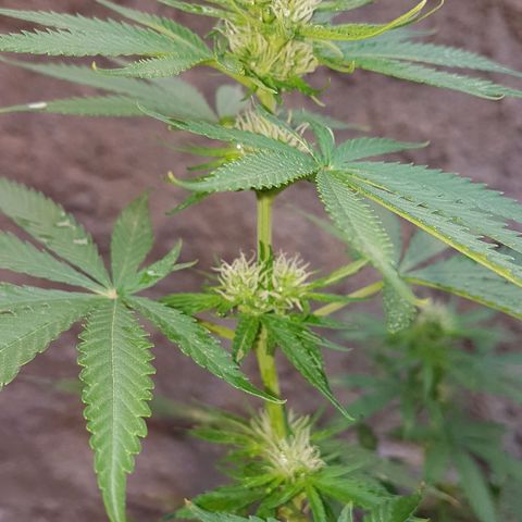 3 folhas growlog photo: Floração
