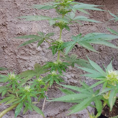 3 folhas growlog photo: Floração