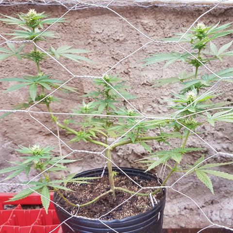 3 folhas growlog timeline photo