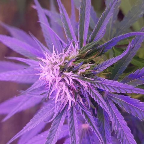 3 folhas growlog timeline photo