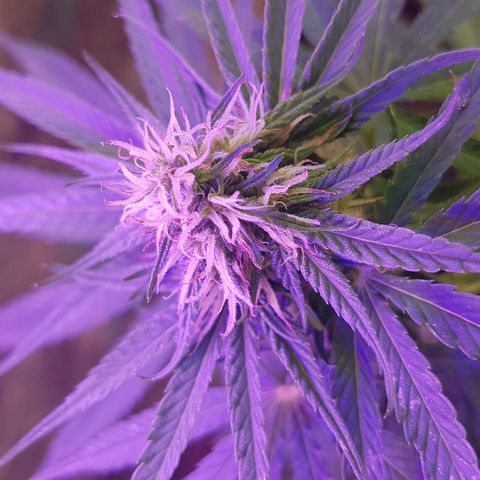 3 folhas growlog timeline photo