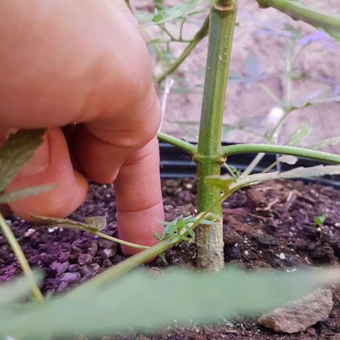 Felipe growlog timeline photo