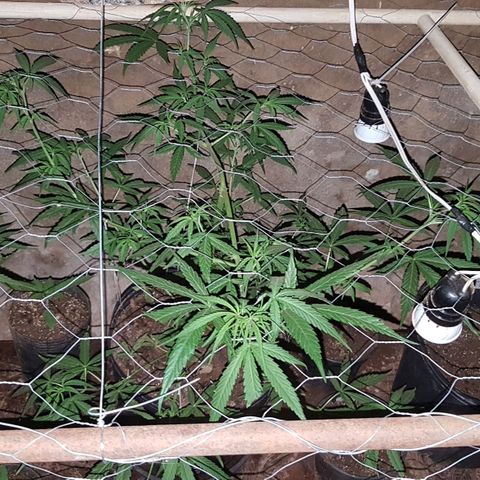 Felipe growlog timeline photo