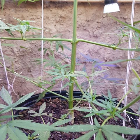 Felipe growlog timeline photo
