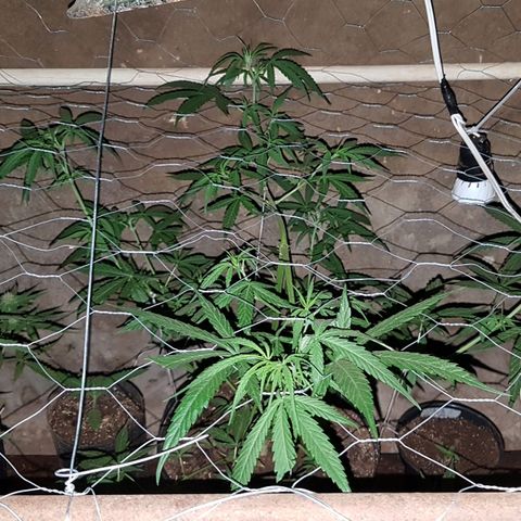 Felipe growlog timeline photo