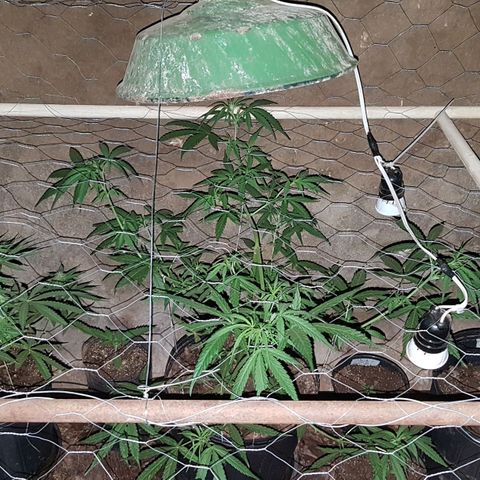 Felipe growlog timeline photo