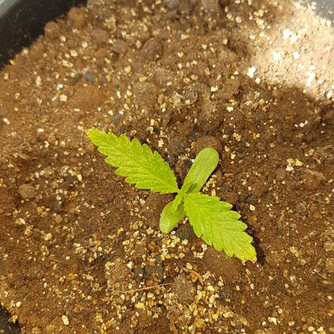 Jack Orange growlog timeline photo