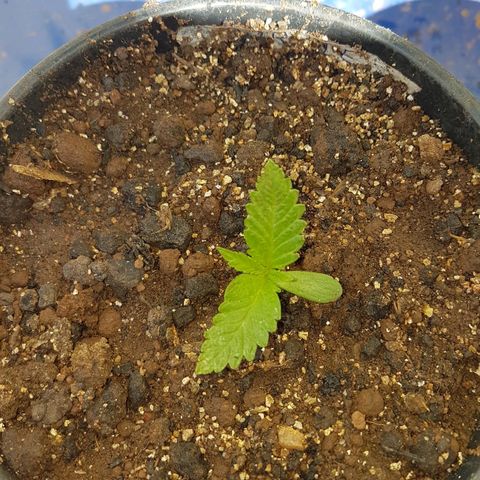 Purple Punch growlog timeline photo