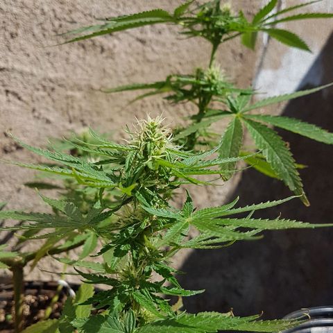 3 folhas growlog timeline photo