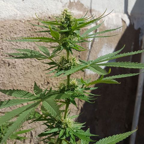3 folhas growlog timeline photo