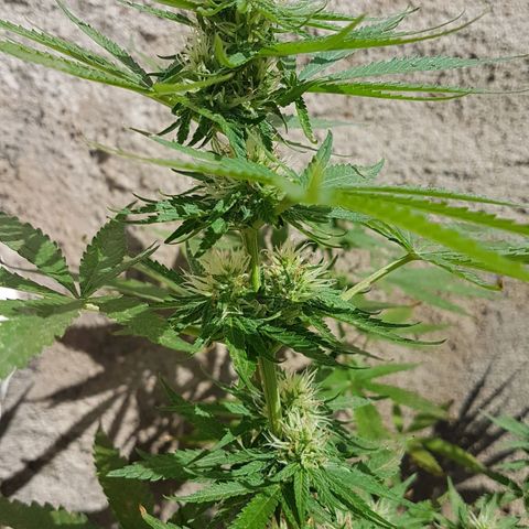 3 folhas growlog timeline photo