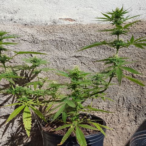 3 folhas growlog timeline photo