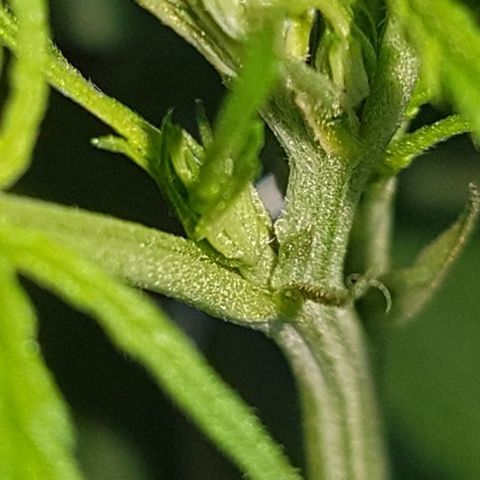 Felipe growlog photo: Pistilos