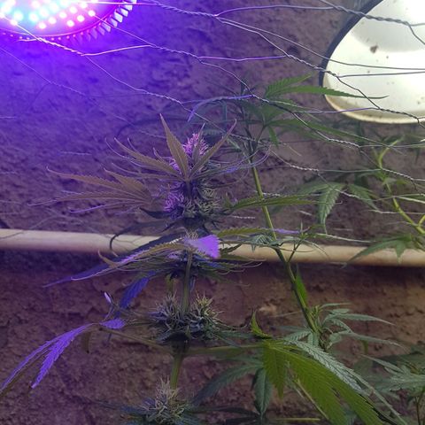 3 folhas growlog timeline photo