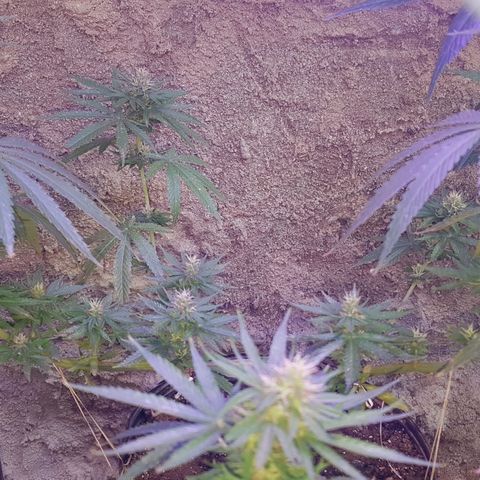 3 folhas growlog timeline photo