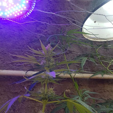 3 folhas growlog timeline photo