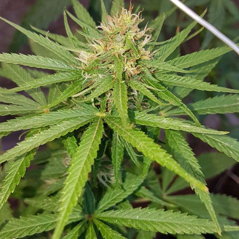 3 folhas growlog timeline photo