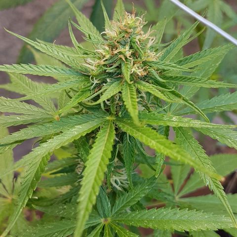 3 folhas growlog timeline photo