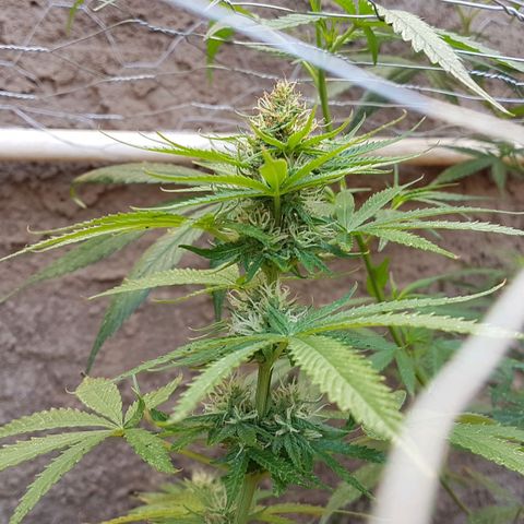 3 folhas growlog timeline photo