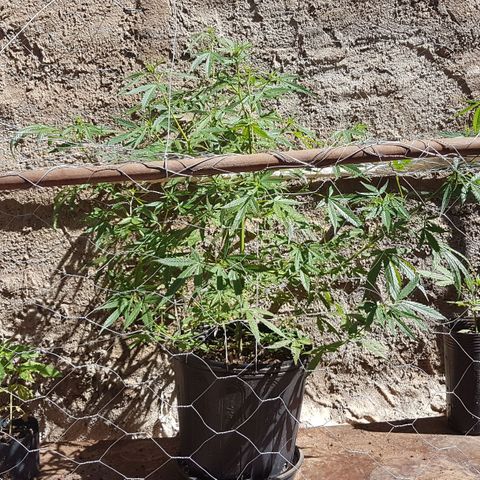 Felipe growlog timeline photo