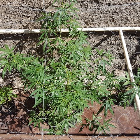 Felipe growlog timeline photo
