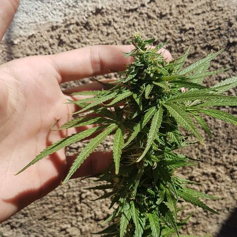 3 folhas growlog timeline photo