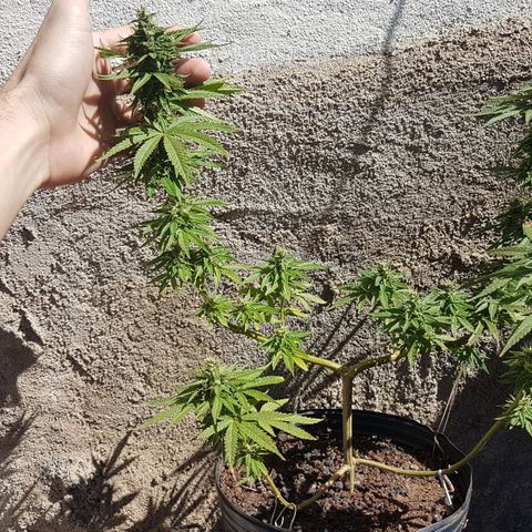 3 folhas growlog timeline photo