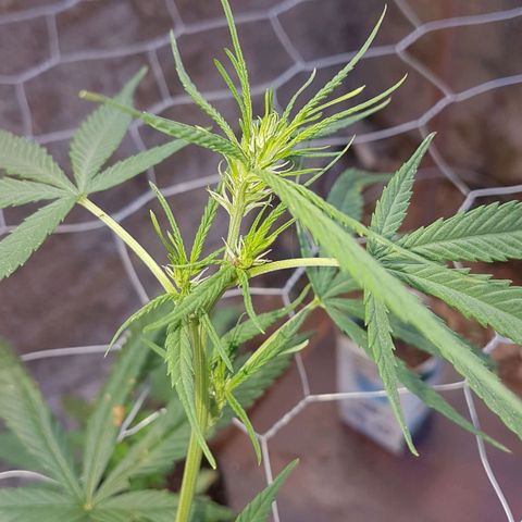 Felipe growlog timeline photo