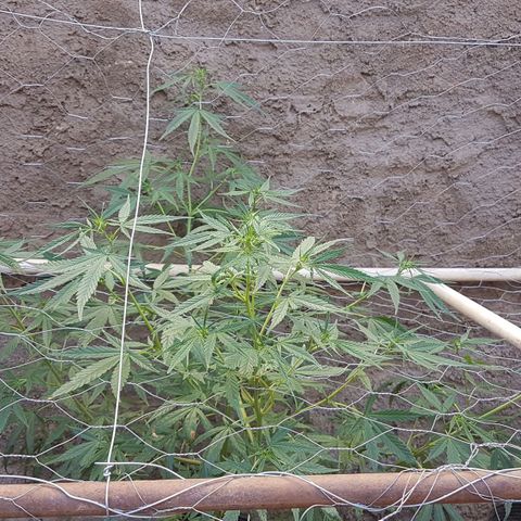 Felipe growlog timeline photo