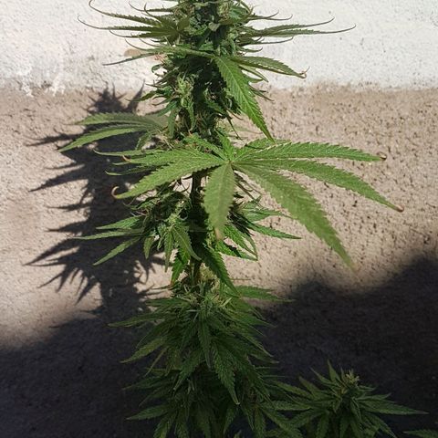 3 folhas growlog timeline photo