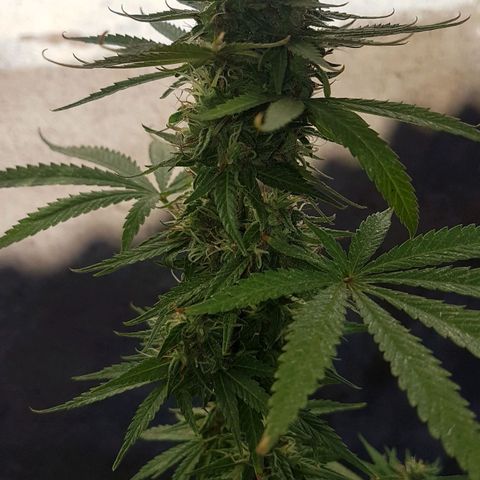 3 folhas growlog timeline photo