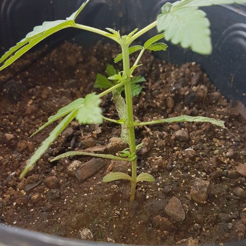 Amnesia Haze Auto growlog photo: Poda Apical