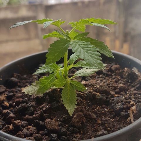 Purple Punch growlog photo: Poda Apical