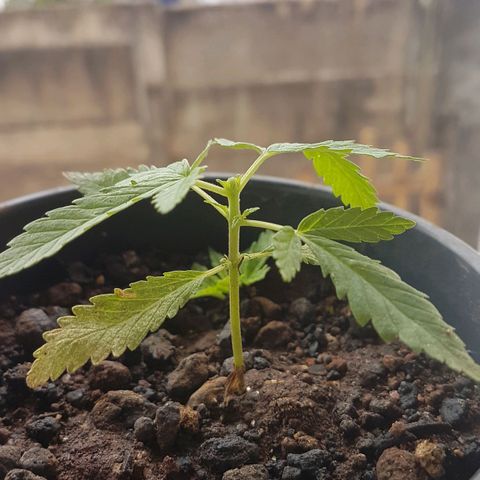 Jack Orange growlog photo: Poda Apical