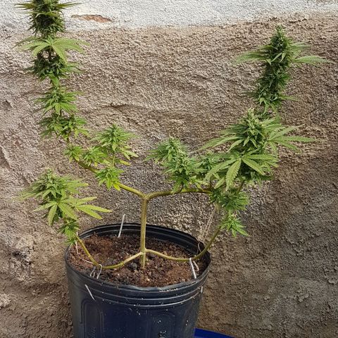 3 folhas growlog photo: 50 dias de flora