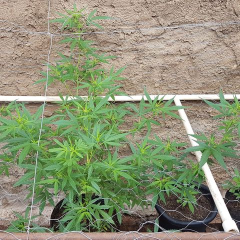 Felipe growlog timeline photo