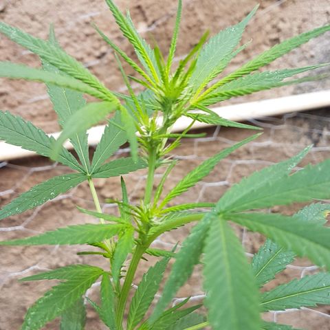Felipe growlog timeline photo