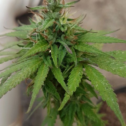 3 folhas growlog timeline photo
