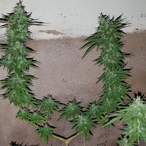 3 folhas growlog timeline photo