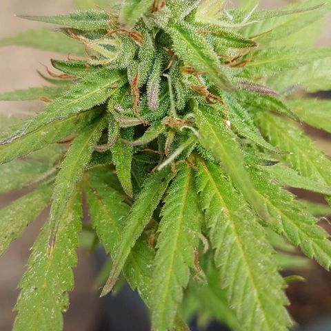 3 folhas growlog timeline photo