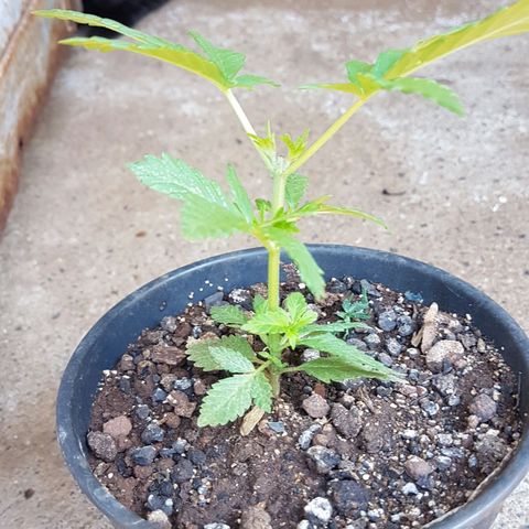 Purple Punch growlog timeline photo