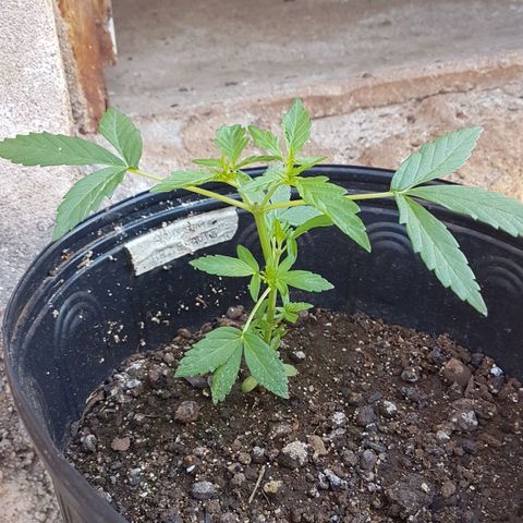 Amnesia Haze Auto growlog timeline photo