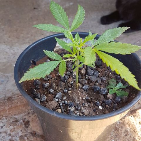Jack Orange growlog timeline photo