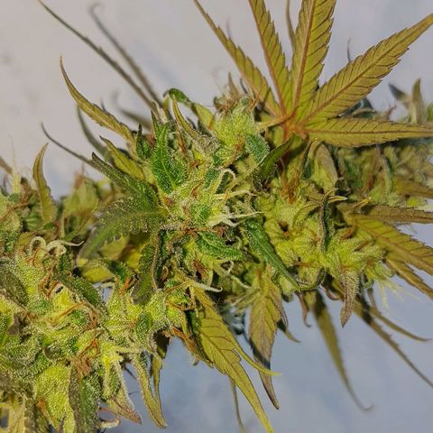 3 folhas growlog timeline photo